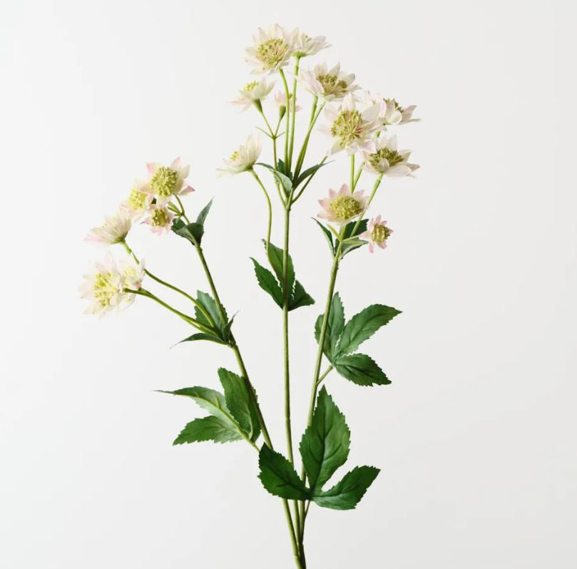 Astrantia Spray - Mauve Green