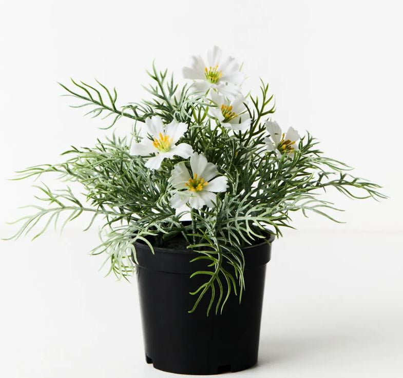 Cosmos Bush in Pot - White