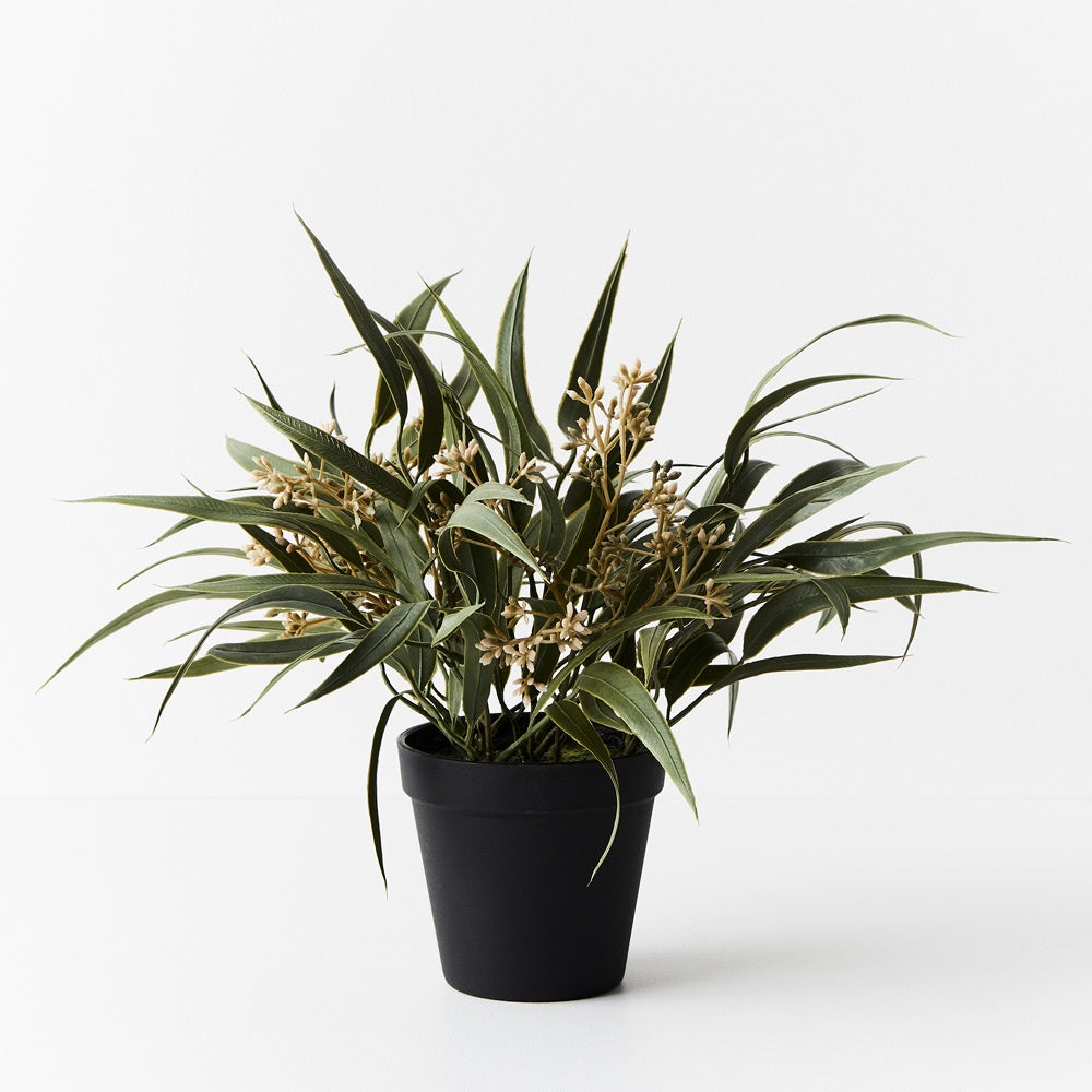 Eucalyptus Seed Bush in Pot
