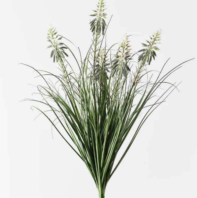 Grass Agave Flowering Bush
