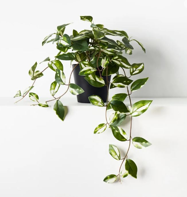 Hoya Hanging Bush in Pot