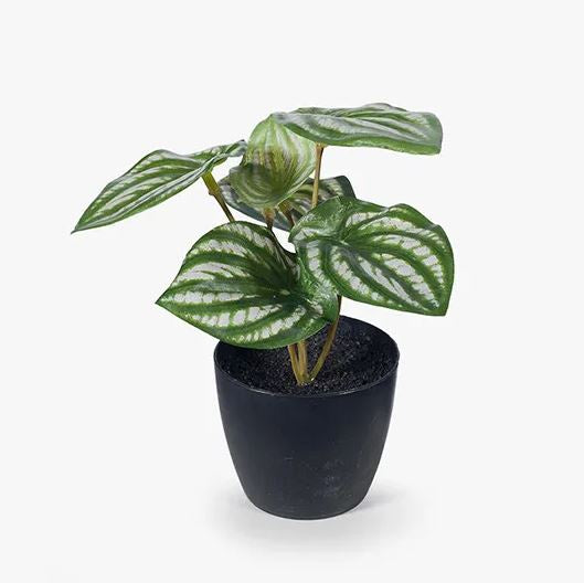 philodendron watermelon Peperomia Watermelon – Home and Afar