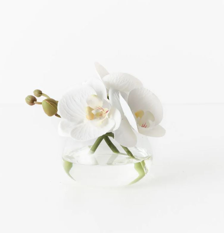 Orchid in Vase