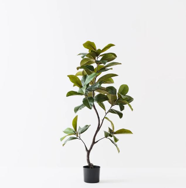 Rubber Tree - 145cm