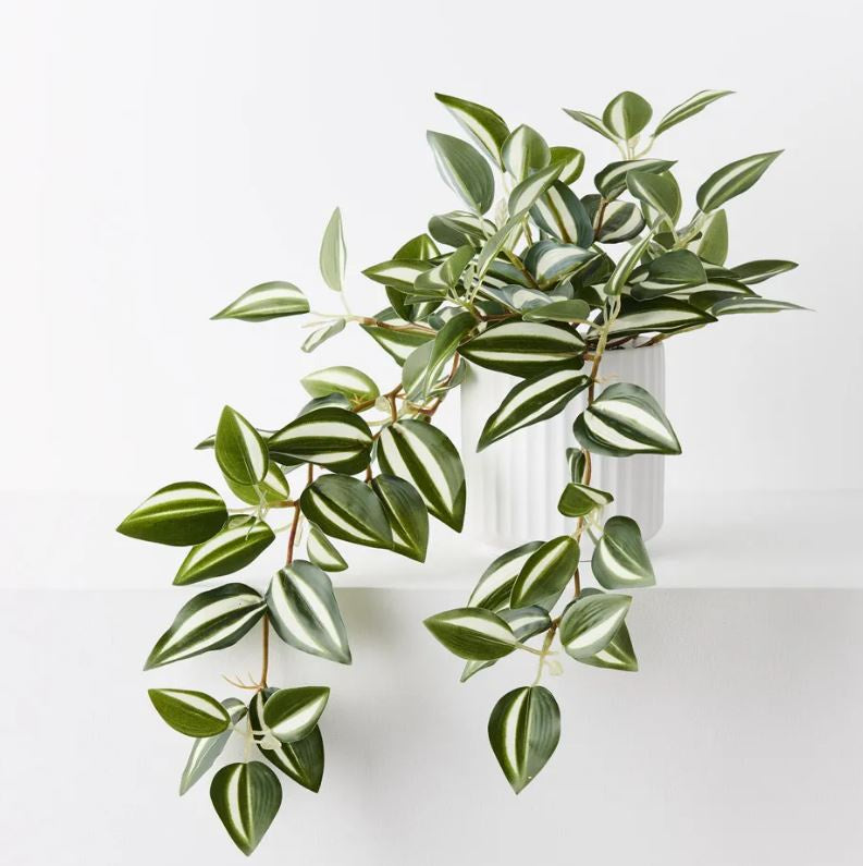 Wandering Jew Hanging Bush in Pot - Grn/Wht