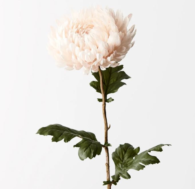 Chrysanthemum - Cream