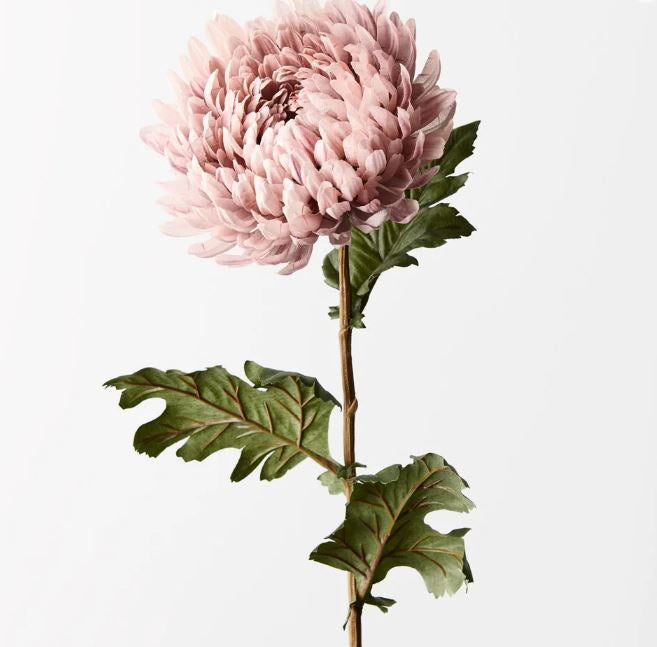 Chrysanthemum - Dusty Pink