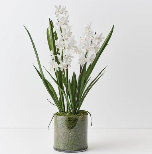 Cymbidium Orchid in Vase - White