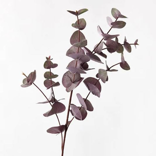 Eucalyptus Silver Dollar