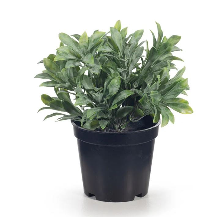 Jade Bush in Pot