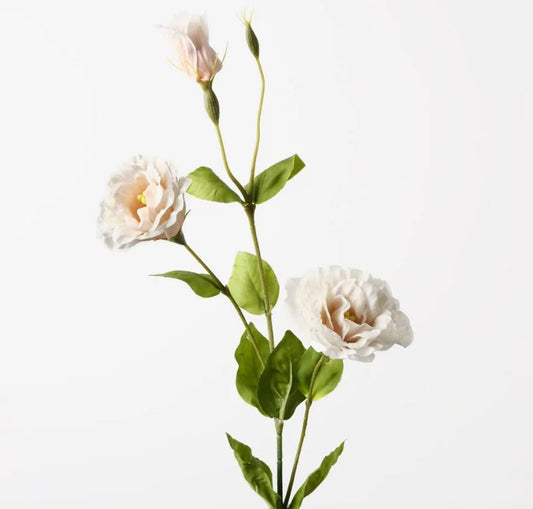 Lisianthus - Champagne