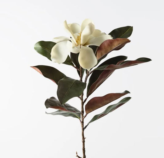 Magnolia