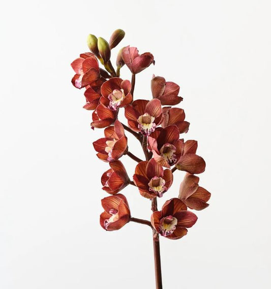 Orchid Cymbidium - Burgundy