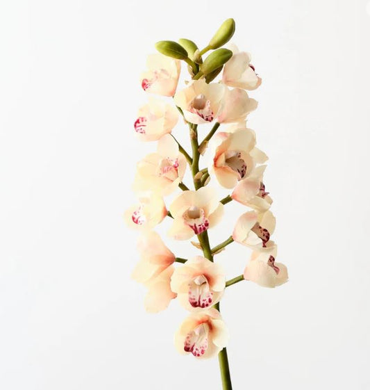 Orchid Cymbidium - Linen