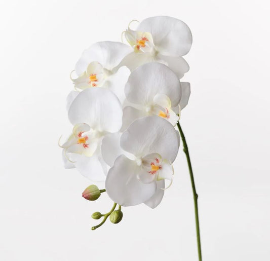 Orchid Phalaenopsis Spray