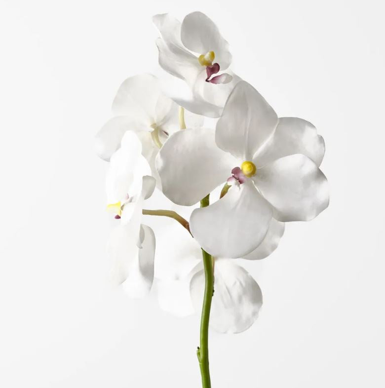 Orchid Vanda