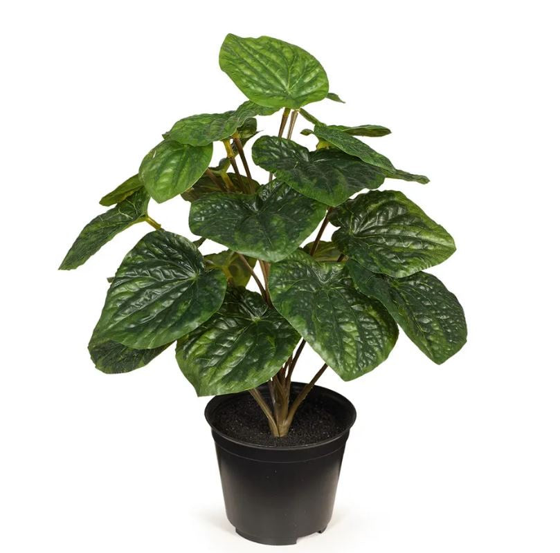 Peperomia Caperata in Pot - Green