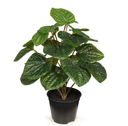 Peperomia Caperata in Pot - Green