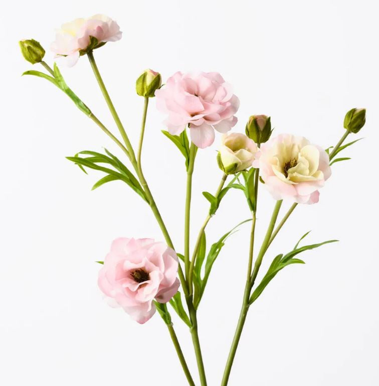 Ranunculus Spray - Pink