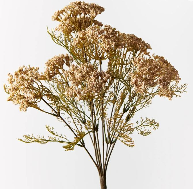 Queen Annes Lace Bush - Coffee