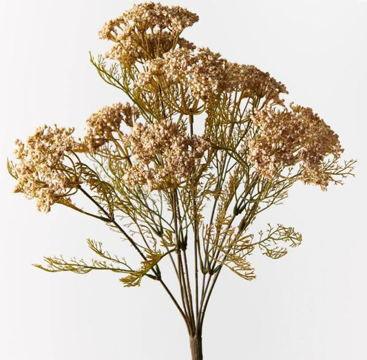 Queen Annes Lace Bush - Coffee