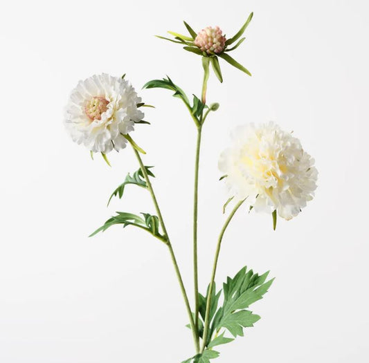 Scabiosa Spray - White