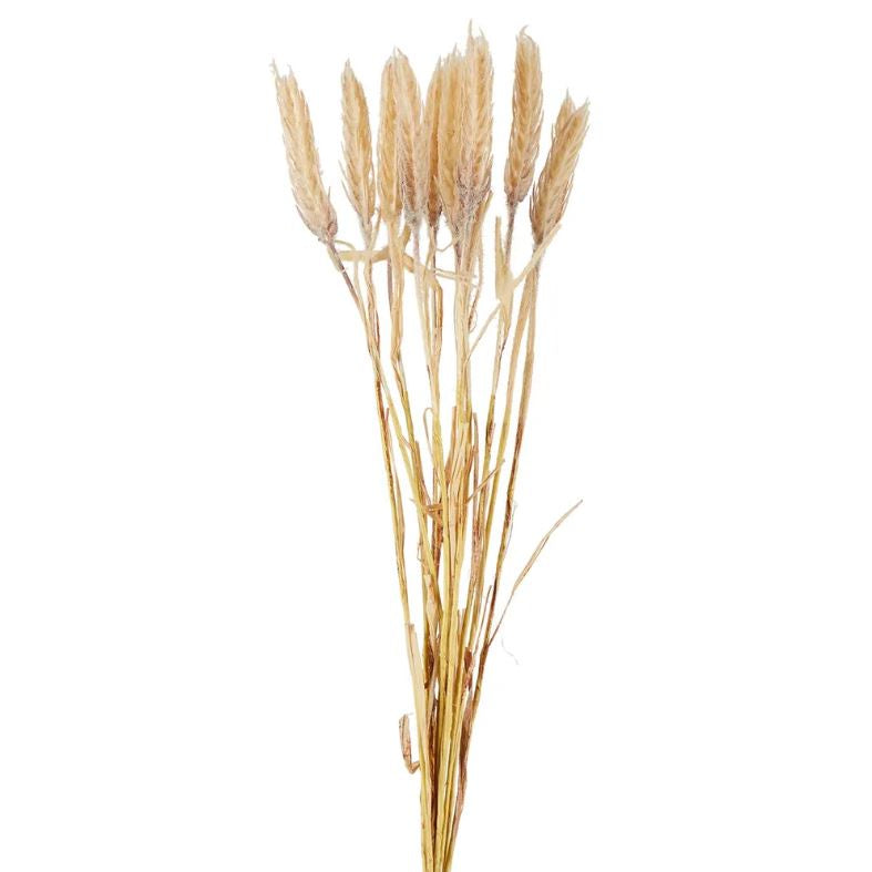 Dried look Wheat bunch- natural